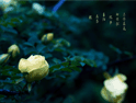 �����е�ҰǾޱ